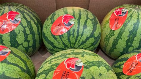 Bulgarian Watermelon Growers Are On Edge The Harvest Is Still In The