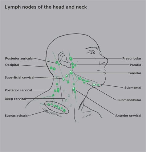 Figure Illustration Of The Lymph Nodes Of The Head And Neck