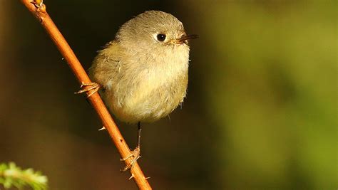 Favourite Ordinary Bird Photos Birding In Bc Community