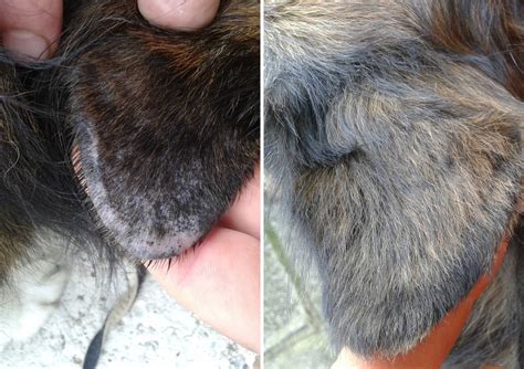 What Can I Do For My Dogs Dry Flaky Skin