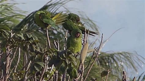Crimson Fronted Parakeet In Costa Rica Youtube