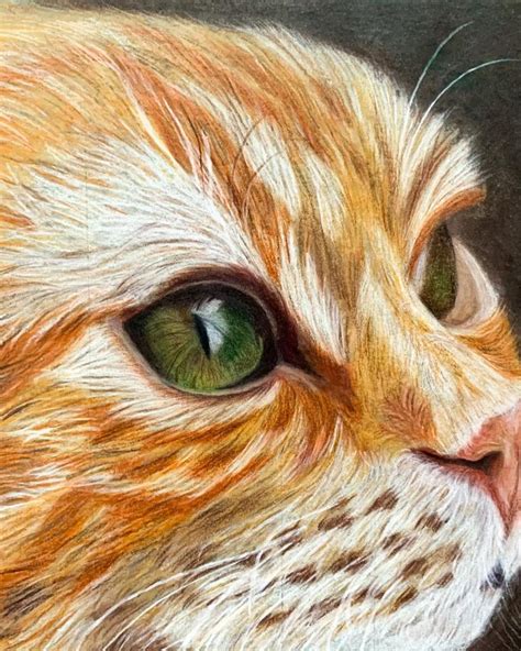 Colored Pencil Ginger Cat Vídeo Desenho Realista Técnicas De