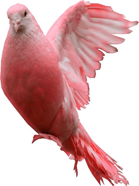 Download Pink Pigeon Png Image Hq Png Image Freepngimg