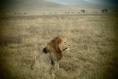 Africa is a unique continent with so much diversification of its wildlife. African Animal List - OUR WANDERLUST