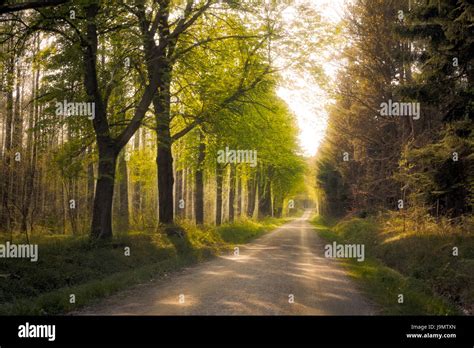 green, hike, go hiking, ramble, bridle path, path, way, scenery