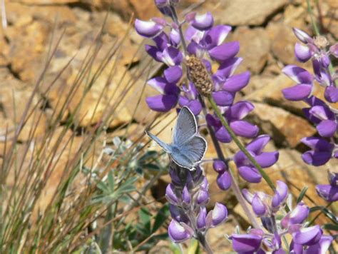 Mission Blue Butterfly Endangered Photo Credit Patrick Flickr