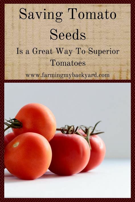 You Can Save Your Own Tomato Seeds Saving Tomato Seeds Growing