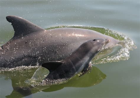 Biology Sarasota Dolphin Research Program