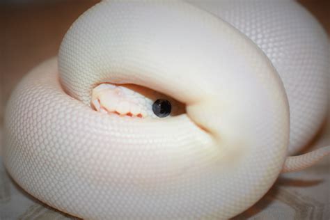 Blue Eyed Leucistic Ball Python Morph 9 Stunning Pictures