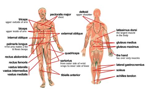 Muscles that move the upper extremities. Fact Bank: 09/01/2011 - 10/01/2011