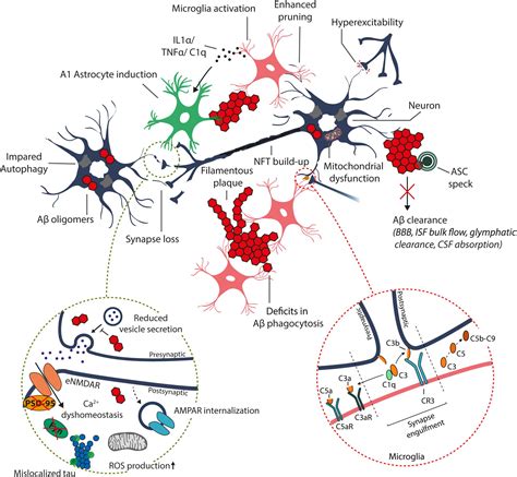 Frontiers Molecular Mechanisms Of Synaptotoxicity And