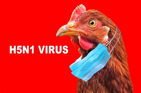 Another Bird Flu Outbreak Confirmed This Time In Derbyshire