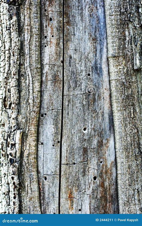 Old Tree Bark Texture Stock Image Image 2444211