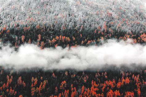 Orange Tress Autumn Forest Landscape Mist Scenic Nature Hd Nature 4k