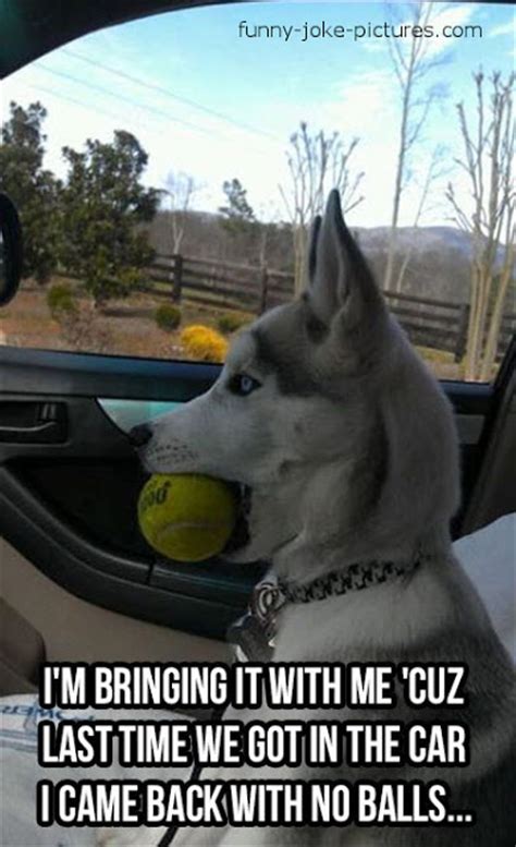 Dog Ball Meme ~ Funny Joke Pictures