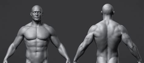 Female body deconstructed by anatomy4sculptors on deviantart. ArtStation - Male Anatomy Reference Model