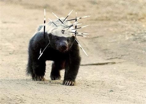 Our Planet Daily On Instagram The Fierce Honey Badger After A Fight