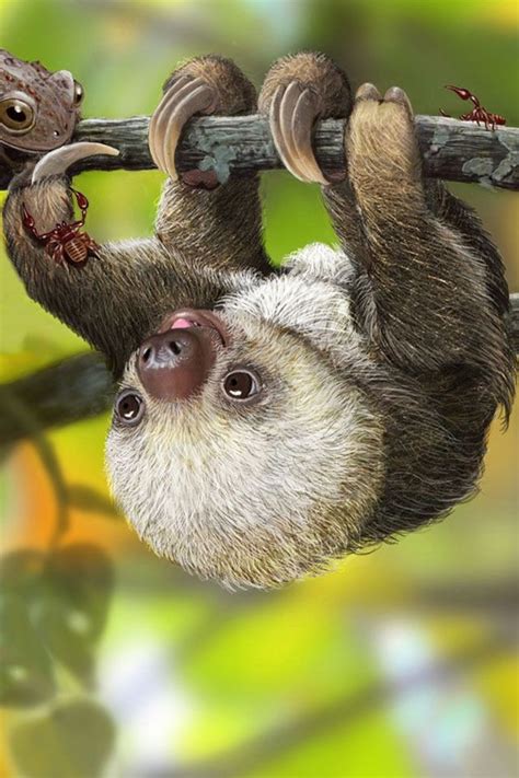 Cute Sloth Wallpaper Wallpapersafari