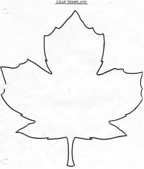 Maple Leaf Contour Drawing Clip Art Library Printable Leaves