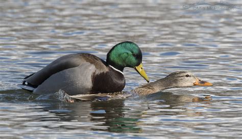 Pair Of Mallards Mating In February On The Wing Photography