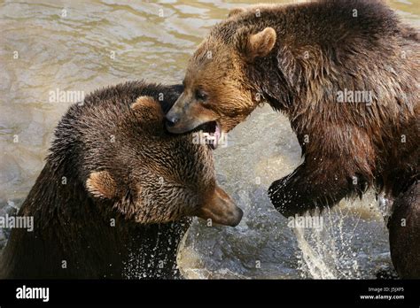 Bear Fight Ii Stock Photo Alamy