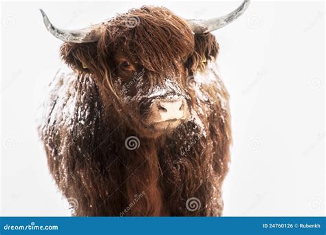 Scottish Highland Cow In Snow Stock Photo Image Of Farmland Outdoor