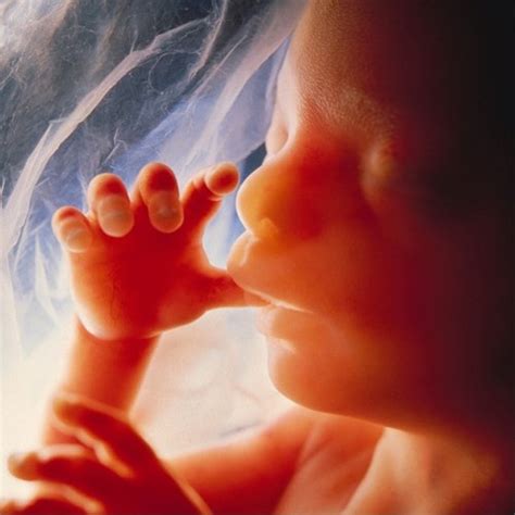Embrión Humano ن Embrionhumano Twitter
