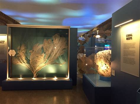 Coral Reefs Secret Cities Of The Sea Natural History Museum London