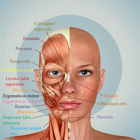 Muscles Of The Head And Neck Mblex Guide