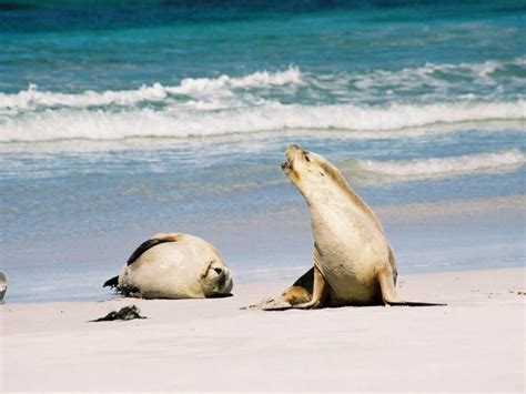 Australian Sea Lion Facts Pictures Video And In Depth Information