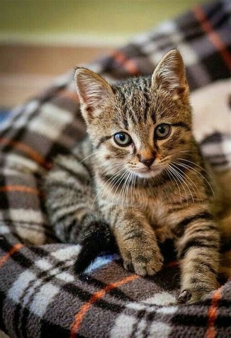 5842 Best Cat Stuff Images On Pinterest Adorable Animals