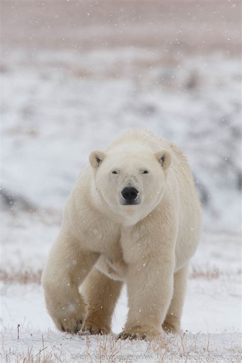 Polar Bears Arctic National Wildlife Refuge Alaska Photos By Ron