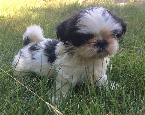 Shih Tzu Puppies For Sale Franklin County Mo 220703