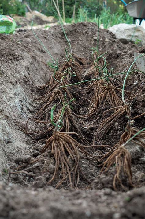 A good rule of thumb is to plant 25 asparagus plants for a family of four. Green asparagus planting guide - pakovska.com