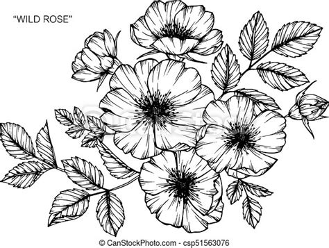 Wild Rose Flower Drawing And Sketch With Black And White Line Art