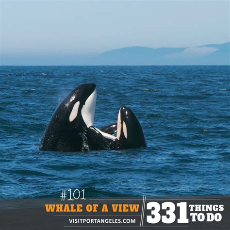 Gaze At Humpback Whales Along The Whale Trail Visit Port Angeles Wa