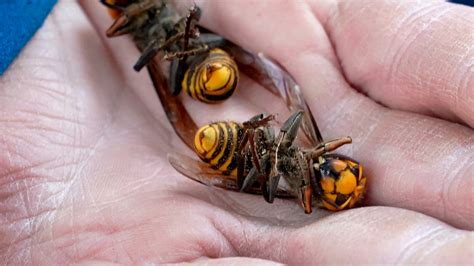 Scientists Destroyed A Nest Of Murder Hornets Here’s What They Learned The New York Times