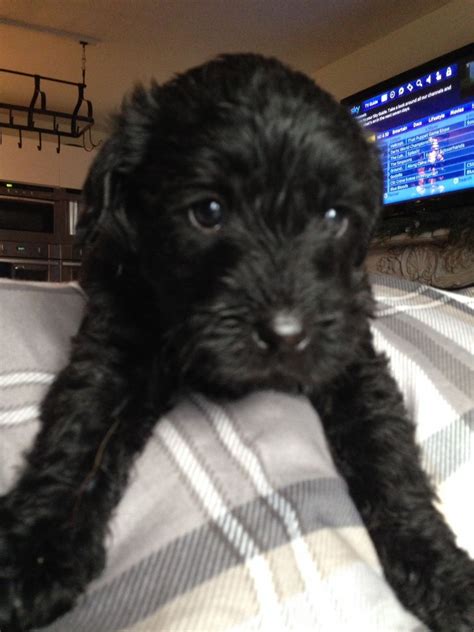 Schnoodle Dogs And Puppies For Sale Pets4homes Schnoodle Dog