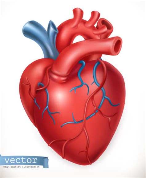 Realistic Heart Pic Illustrations Royalty Free Vector Graphics And Clip