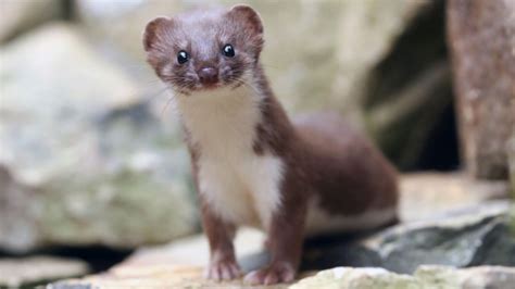 Whats On Tv Tonight Natural World Clears The Weasels Reputation
