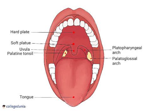 Tonsil Types Functions Symptoms And Treatment
