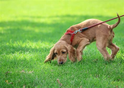 How To Stop Your Puppy From Sniffing Everything On Walks — The Puppy