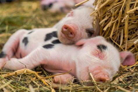 How To Breed Pigs ~ Breeding Pigs The Right Way Rural Living Today
