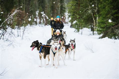 Snowmobile Safari To A Husky Farm With Husky Safari Rovaniemi