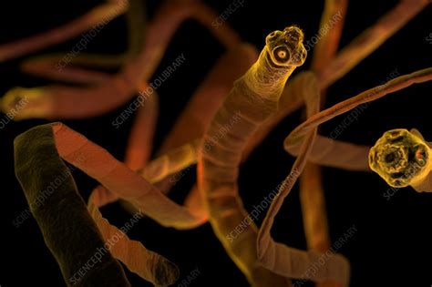 Tapeworms Cestoda Artwork Stock Image C0201986 Science Photo Library