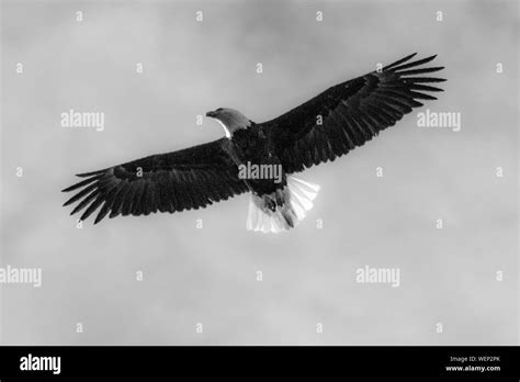 Eagle In Flight Stock Photo Alamy