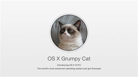 Cat Meme Quote Funny Humor Grumpy Computer Wallpaper