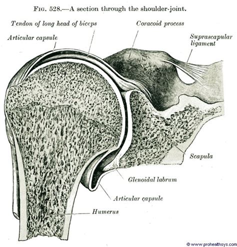 Shoulder Joint Prohealthsys