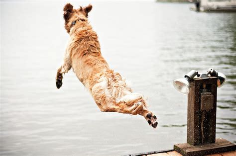 Golden Retriever Dog Jumping Into Water Photograph By Blake Burton Pixels