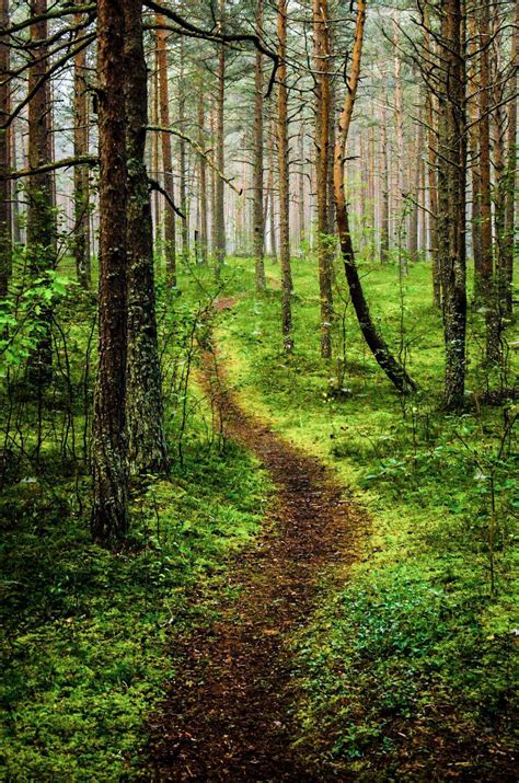 Path In The Woods Estonia By Hendrik Mändla Cr🇪🇪 Forest